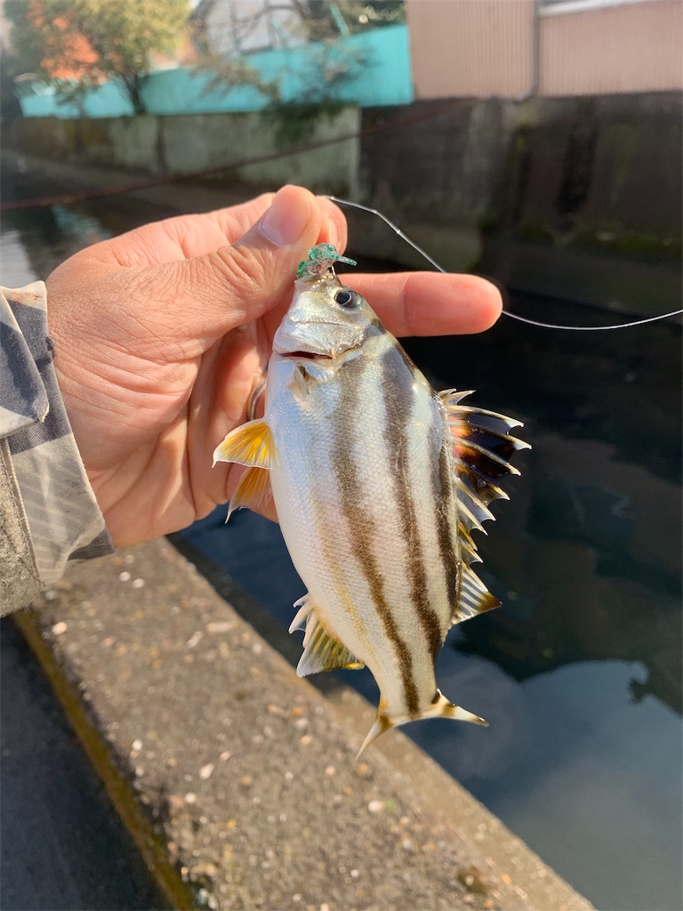 f:id:k_u_r_a_g_e_n:20190115012419j:image