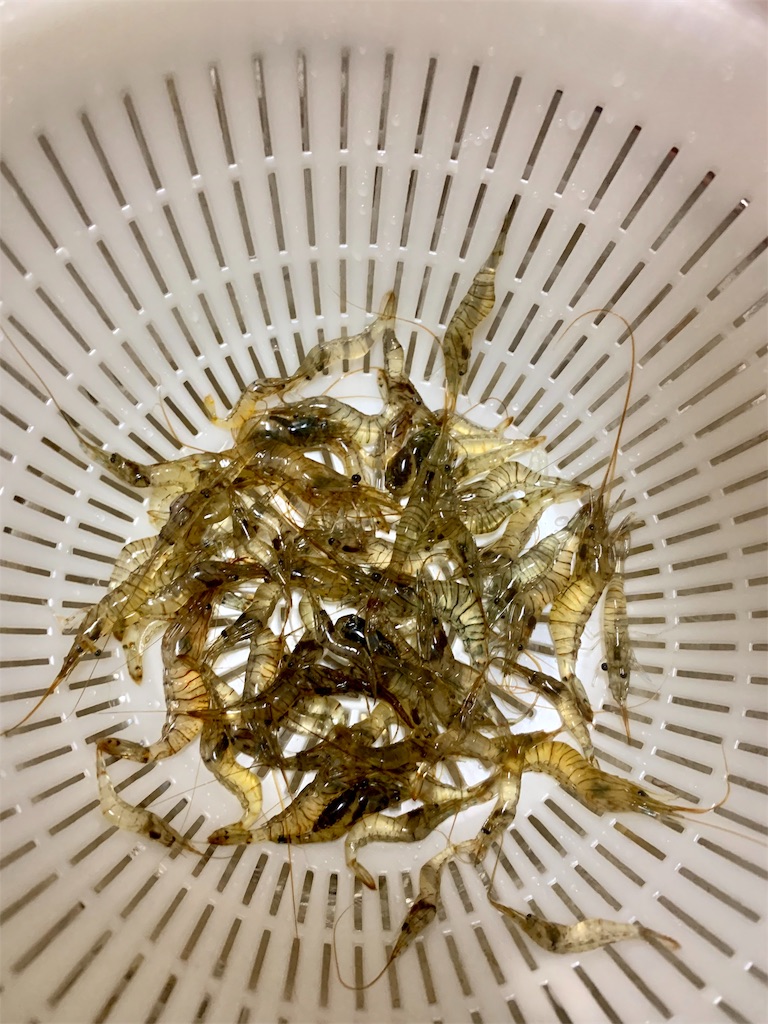 f:id:k_u_r_a_g_e_n:20190409230428j:image