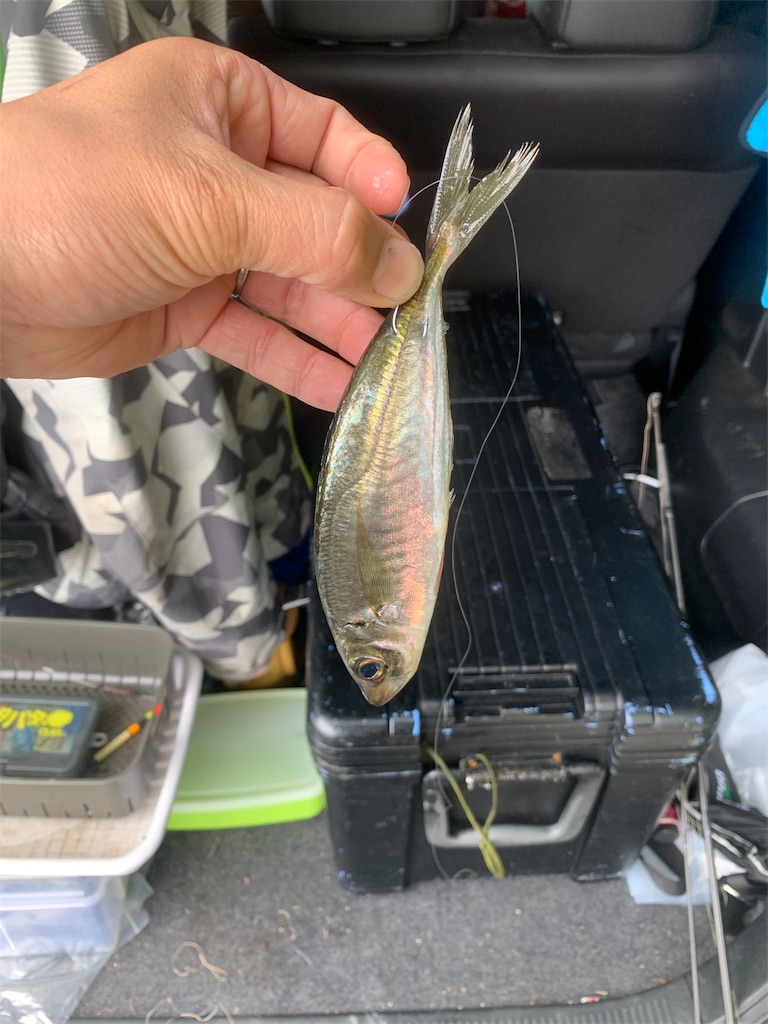 f:id:k_u_r_a_g_e_n:20190501211240j:image