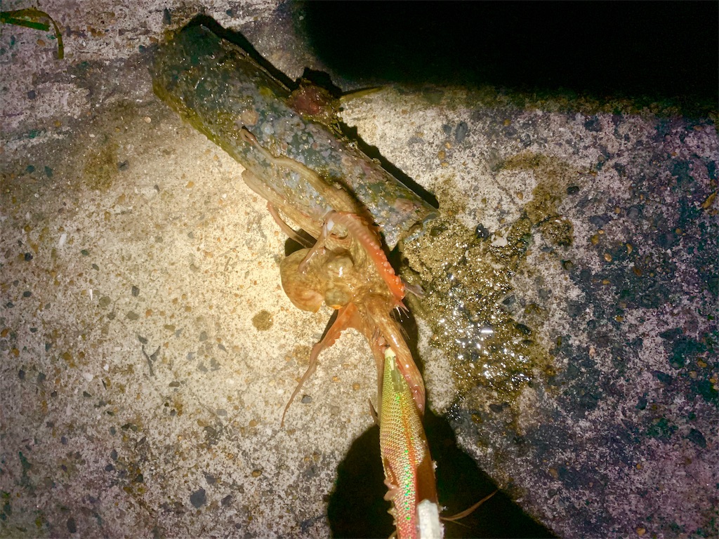 f:id:k_u_r_a_g_e_n:20190510002854j:image f:id:k_u_r_a_g_e_n:20190510002854j:image