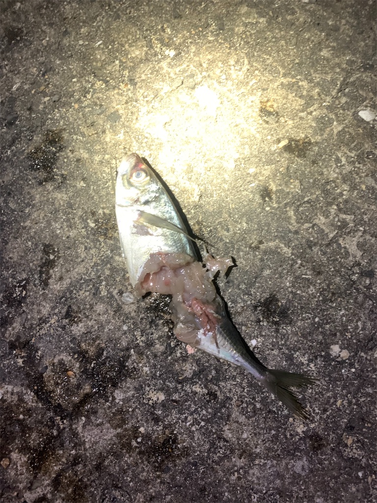 f:id:k_u_r_a_g_e_n:20190510002903j:image f:id:k_u_r_a_g_e_n:20190510002903j:image