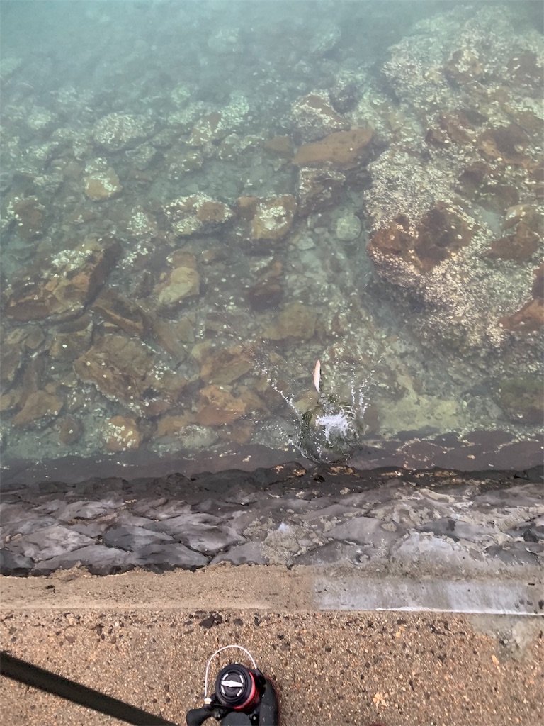 f:id:k_u_r_a_g_e_n:20190514145331j:image