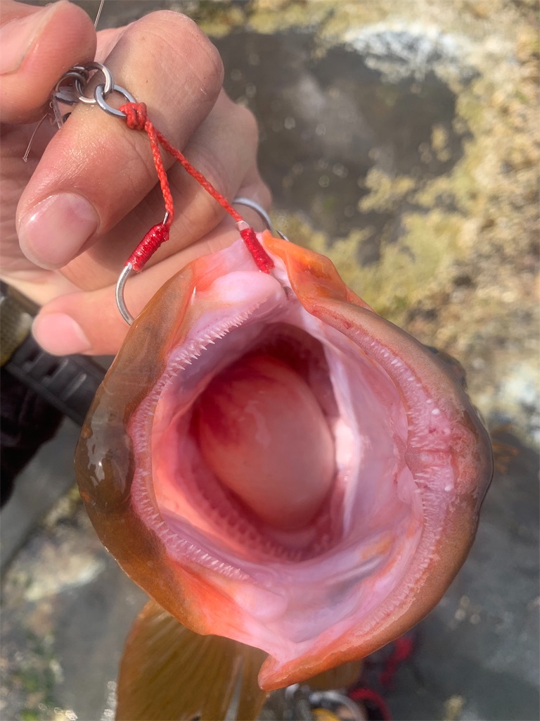 f:id:k_u_r_a_g_e_n:20190528204536j:image
