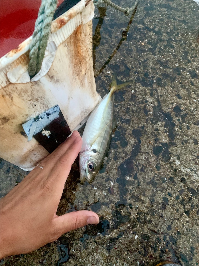 f:id:k_u_r_a_g_e_n:20190529154109j:image