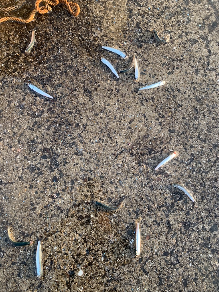 f:id:k_u_r_a_g_e_n:20190531114951j:image