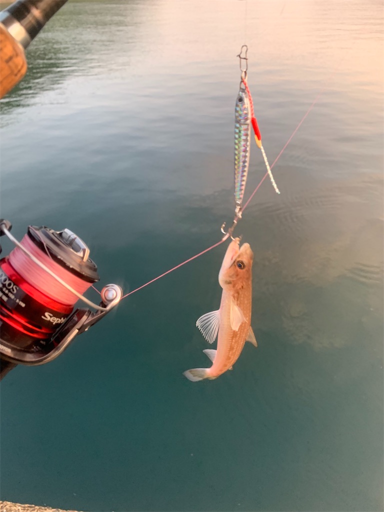 f:id:k_u_r_a_g_e_n:20190531115007j:image