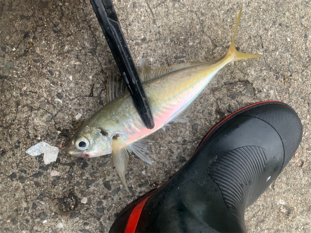 f:id:k_u_r_a_g_e_n:20190531115013j:image