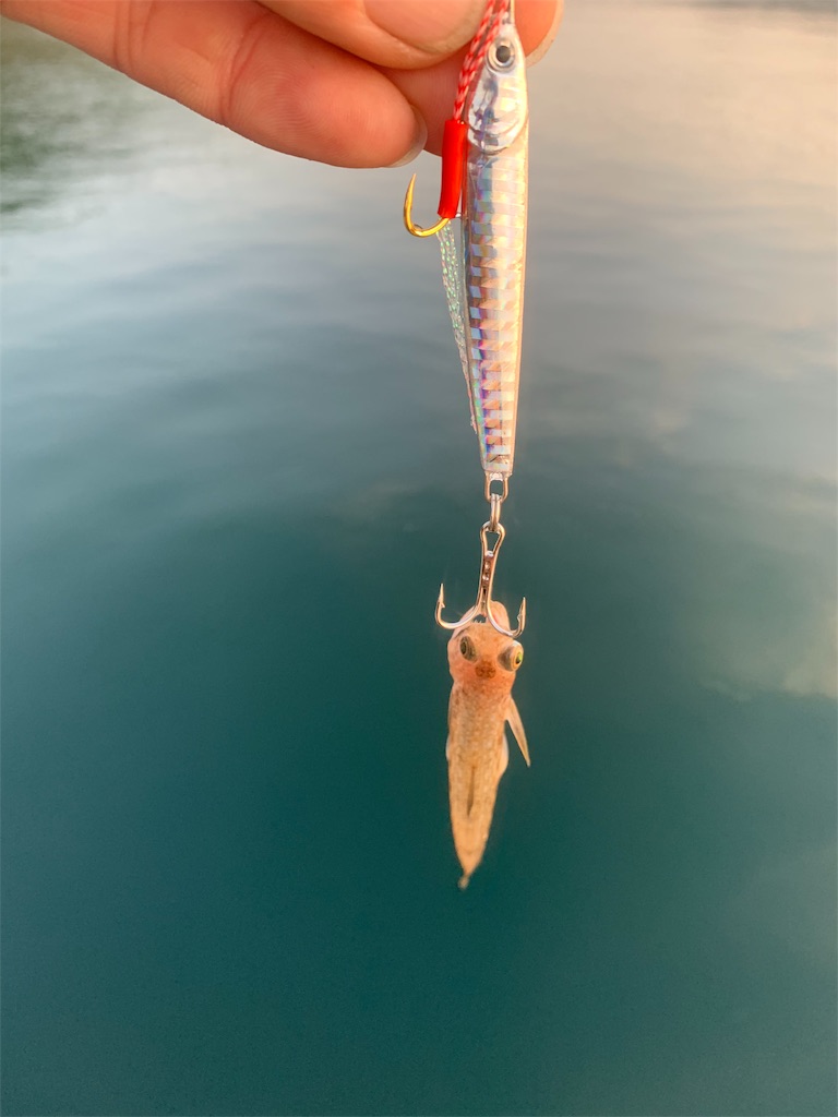 f:id:k_u_r_a_g_e_n:20190531130421j:image