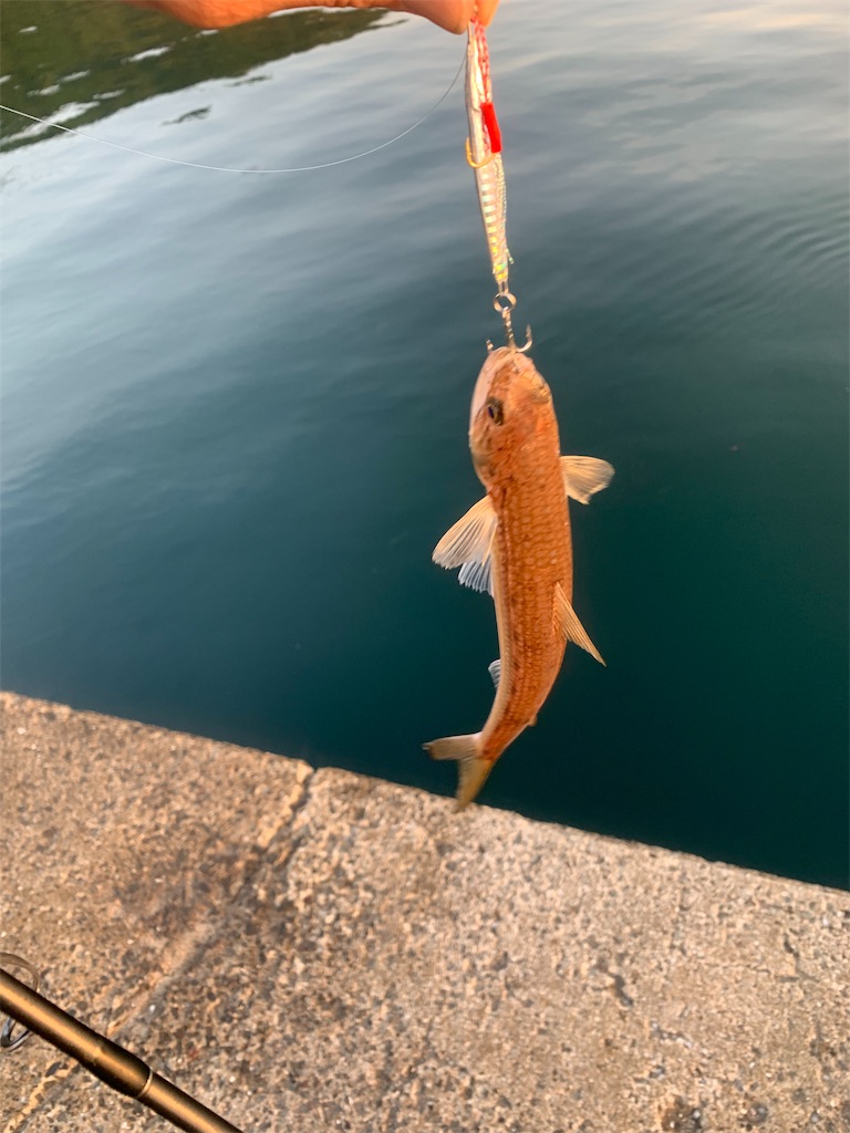 f:id:k_u_r_a_g_e_n:20190531130425j:image