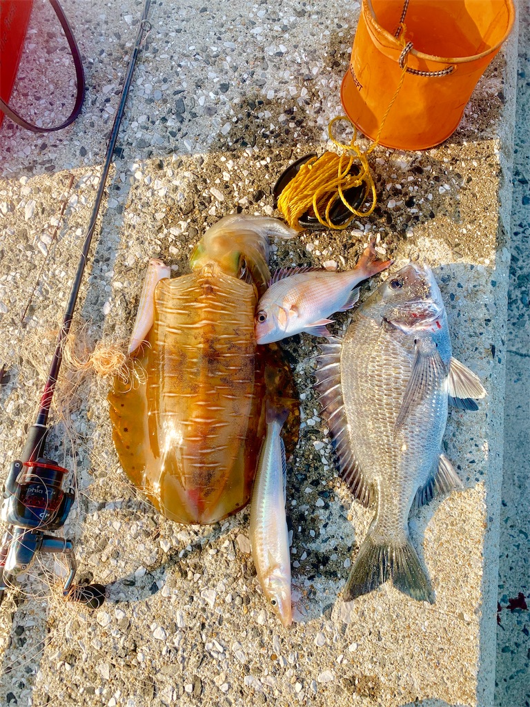 f:id:k_u_r_a_g_e_n:20190708173942j:image