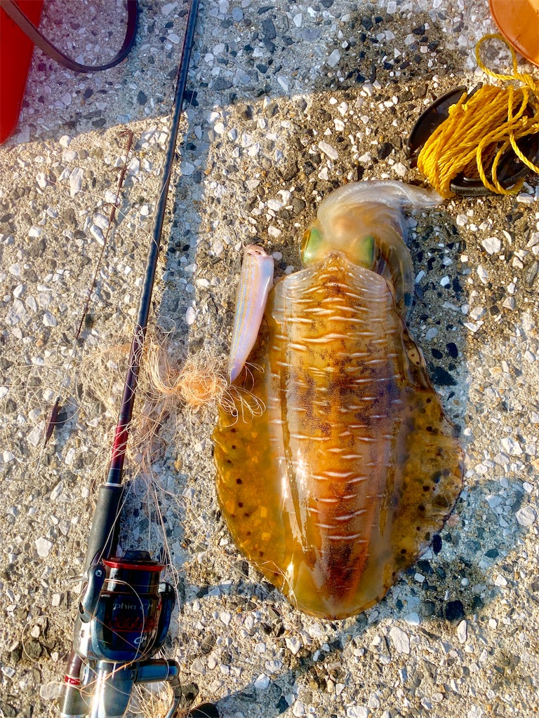 f:id:k_u_r_a_g_e_n:20190708174752j:image