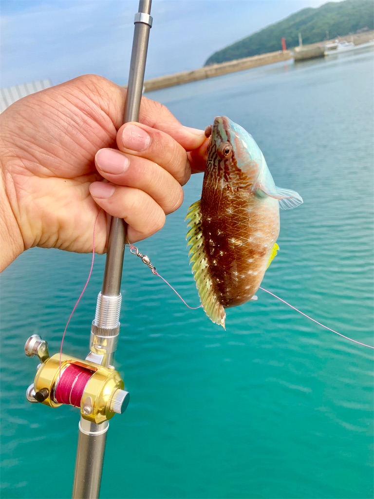 f:id:k_u_r_a_g_e_n:20190708174800j:image