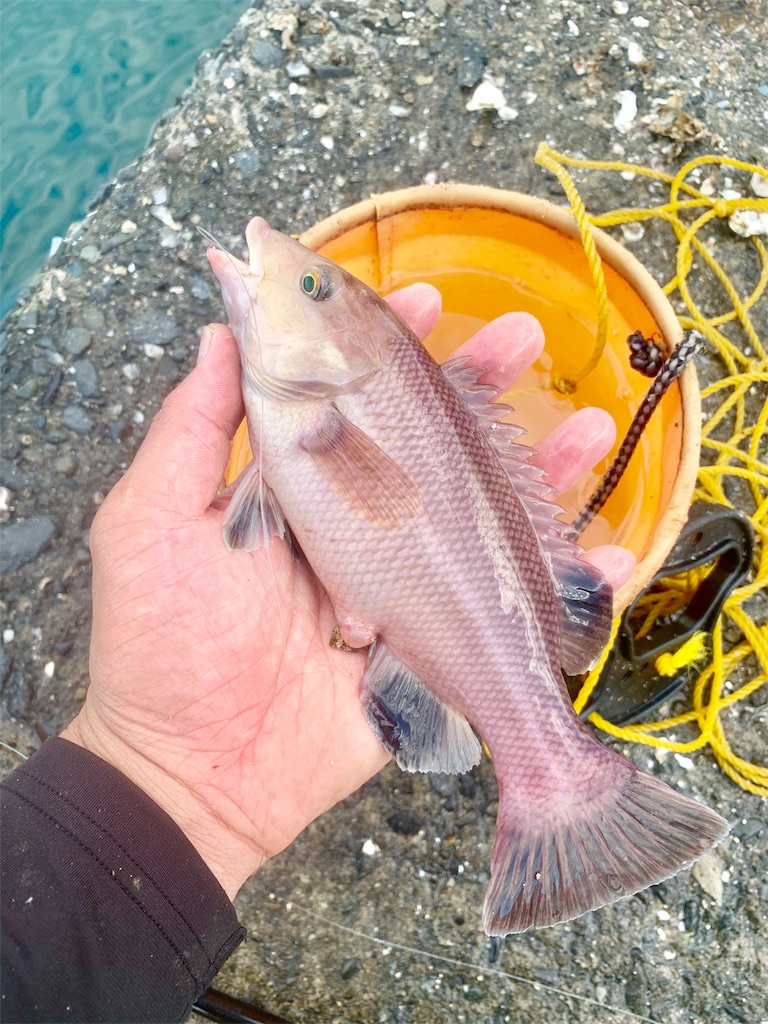 別府湾のモンスター コブダイ 遂に現る 佐世保バカ釣りブログ