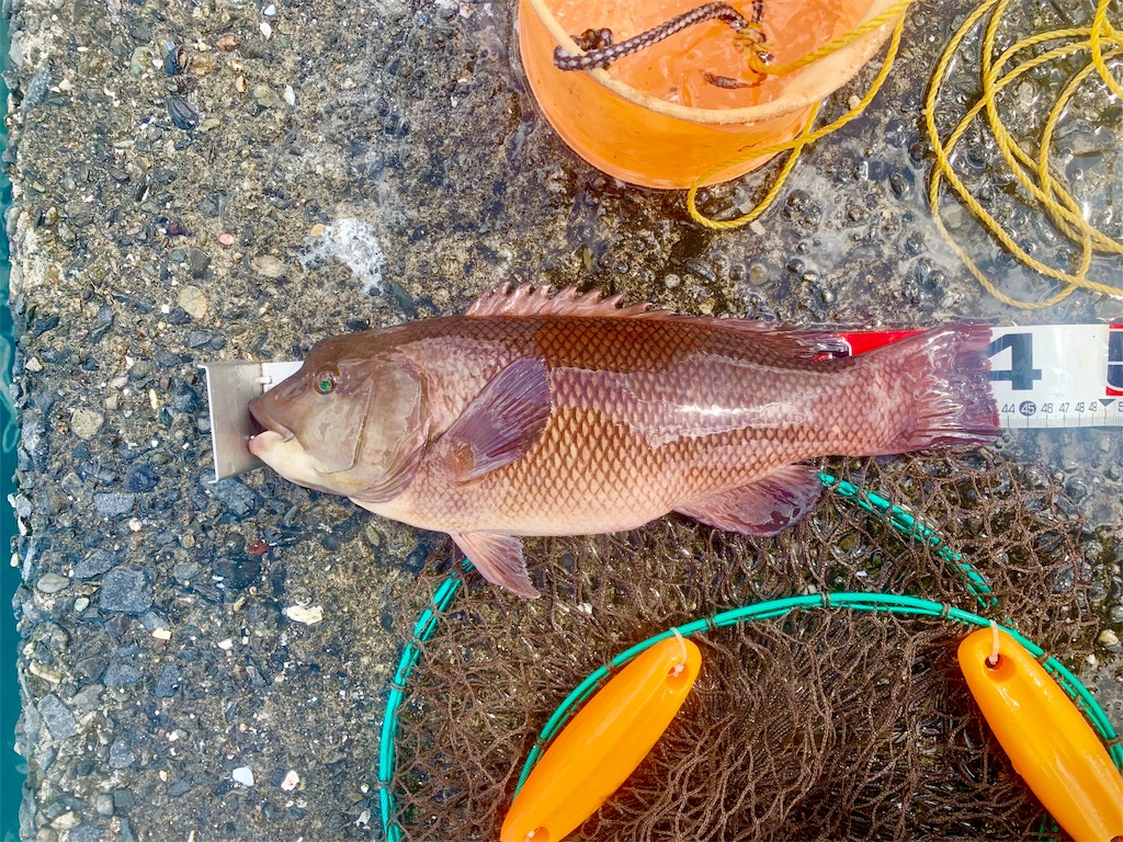 別府湾のモンスター コブダイ 遂に現る 佐世保バカ釣りブログ