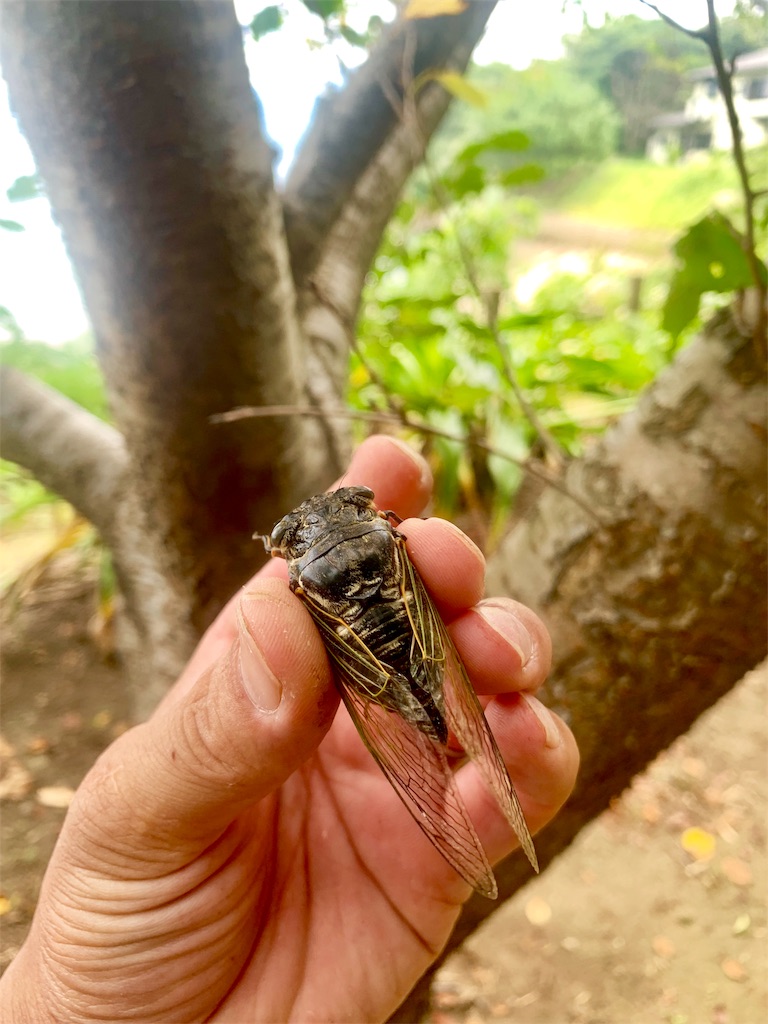 f:id:k_u_r_a_g_e_n:20190819203737j:image