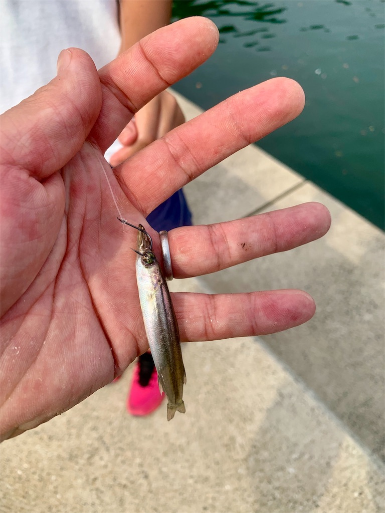 f:id:k_u_r_a_g_e_n:20190819203922j:image