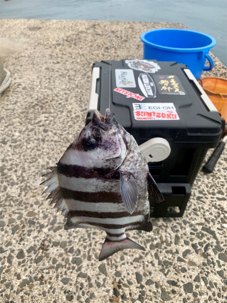 かぶせ釣りで石鯛狙い 平戸 佐世保バカ釣りブログ