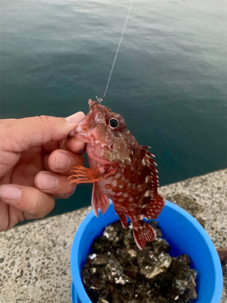 かぶせ釣りで石鯛狙い 平戸 佐世保バカ釣りブログ