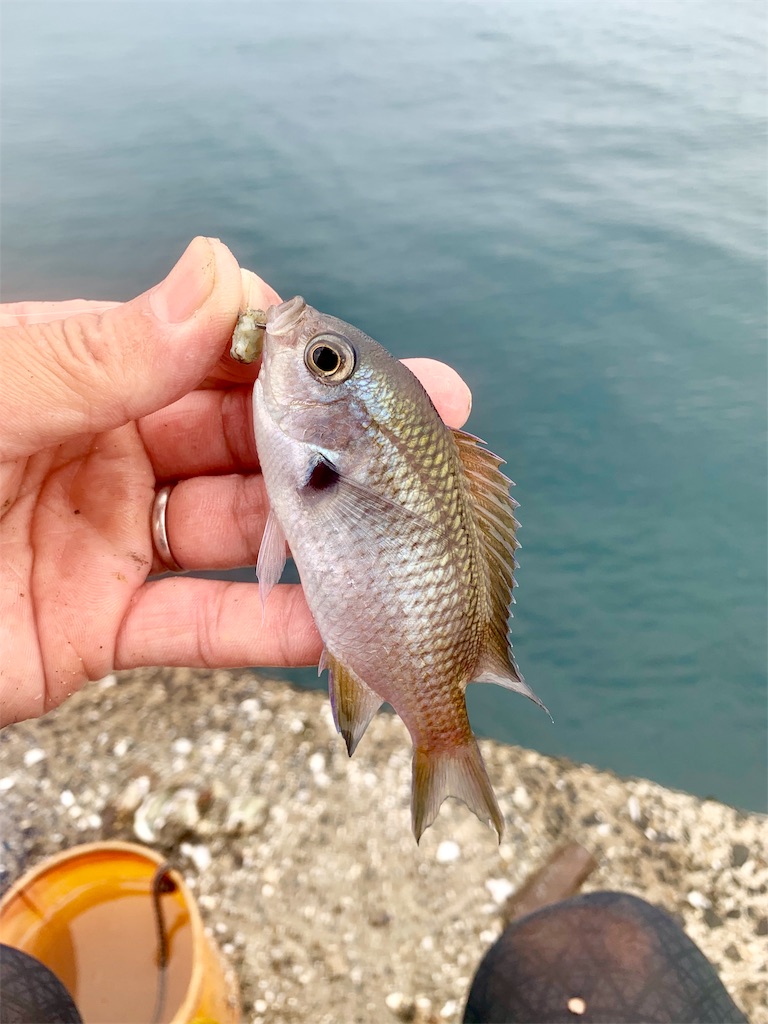 f:id:k_u_r_a_g_e_n:20190825025821j:image