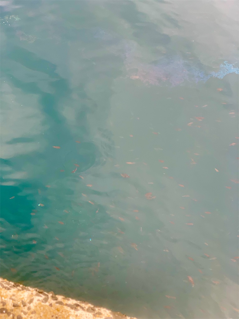 f:id:k_u_r_a_g_e_n:20190826073238j:image