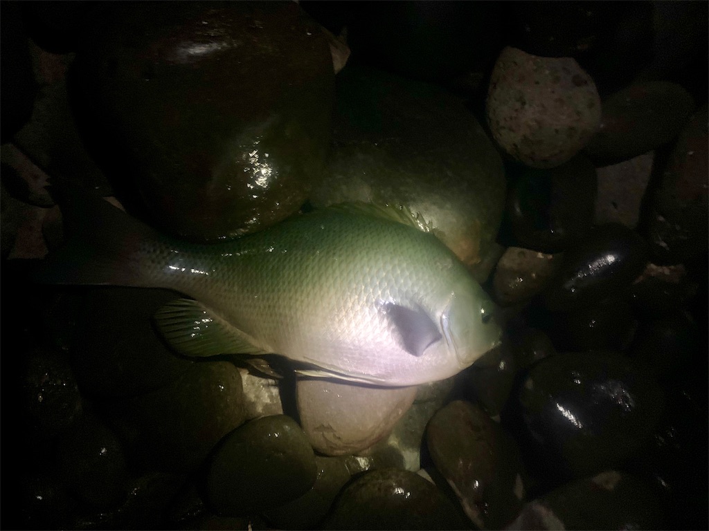 f:id:k_u_r_a_g_e_n:20191202081327j:image