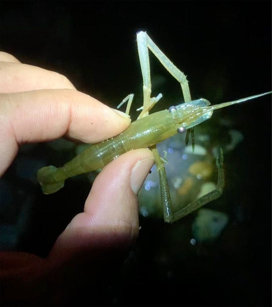 f:id:k_u_r_a_g_e_n:20200702152651j:image f:id:k_u_r_a_g_e_n:20200702152651j:image