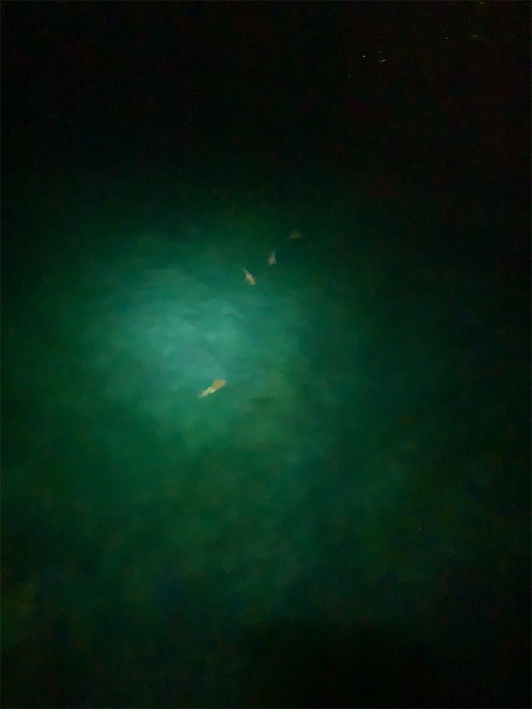 f:id:k_u_r_a_g_e_n:20201203084033j:image f:id:k_u_r_a_g_e_n:20201203084033j:image