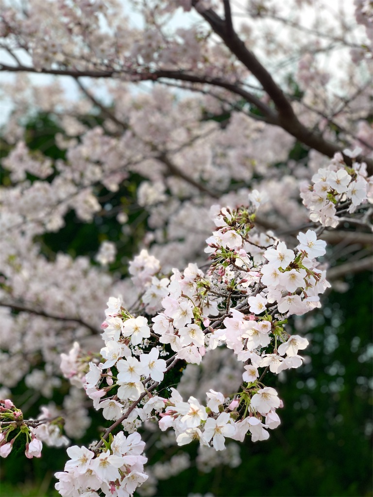 f:id:k_u_r_a_g_e_n:20210322234540j:image f:id:k_u_r_a_g_e_n:20210322234540j:image