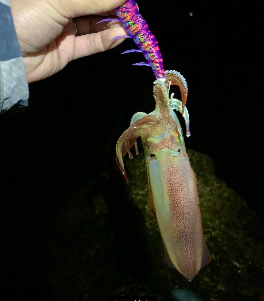 ケンサキイカのややこしさ 3つの形態 佐世保バカ釣りブログ ケンサキイカのややこしさ 3つの形態 佐世保バカ釣りブログ