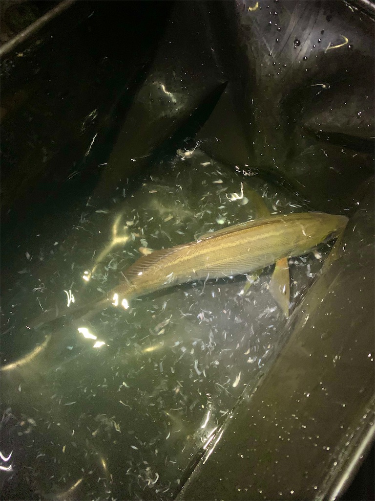 イサッキー 佐世保バカ釣りブログ