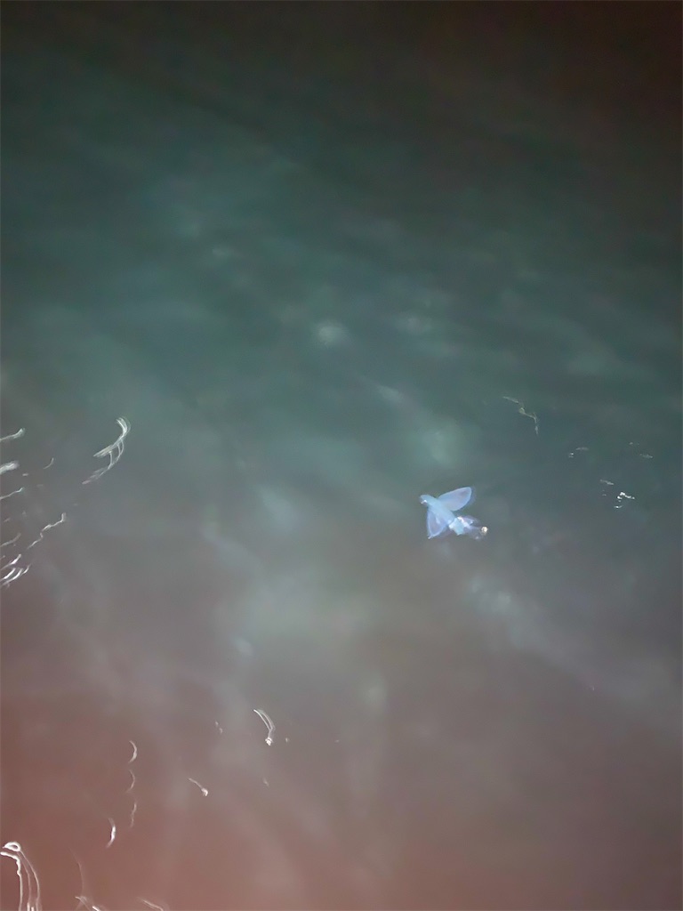 まさかの夜釣りで青物連発 W 佐世保バカ釣りブログ