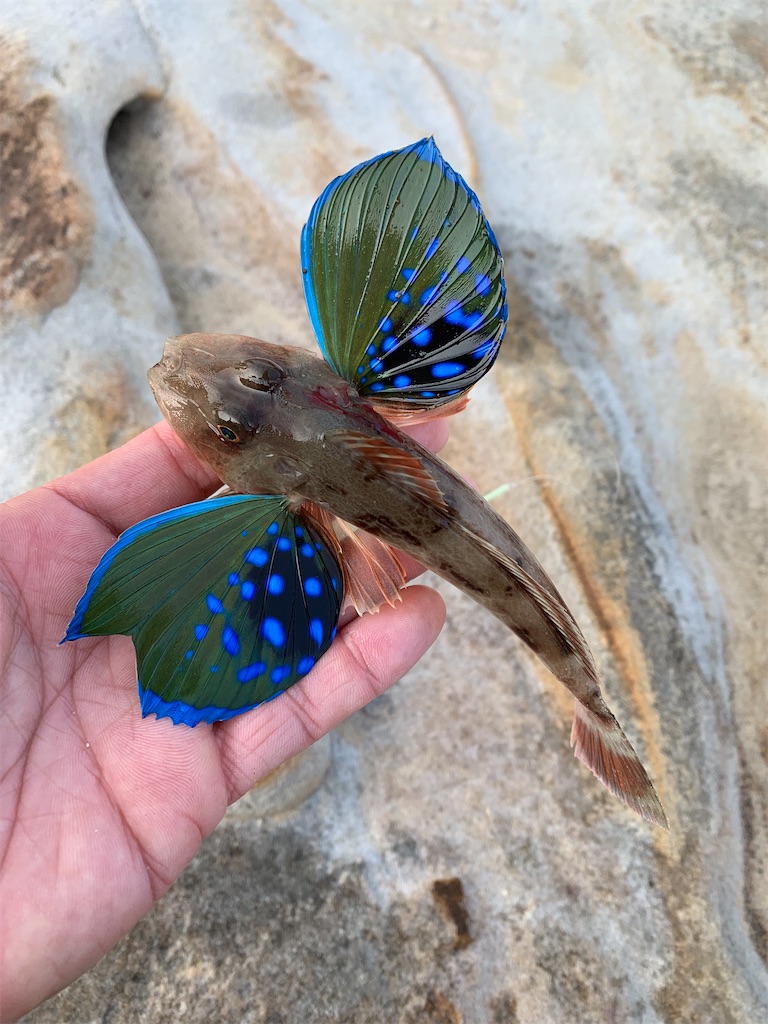 f:id:k_u_r_a_g_e_n:20220524095638j:image f:id:k_u_r_a_g_e_n:20220524095638j:image