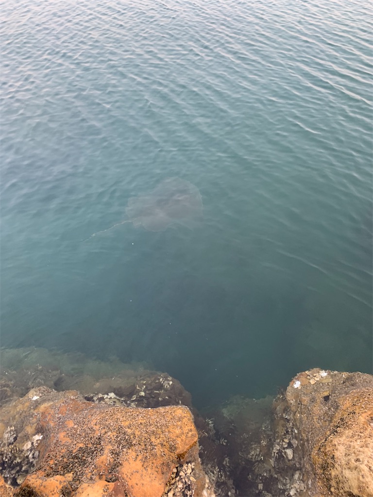 f:id:k_u_r_a_g_e_n:20220524095644j:image f:id:k_u_r_a_g_e_n:20220524095644j:image