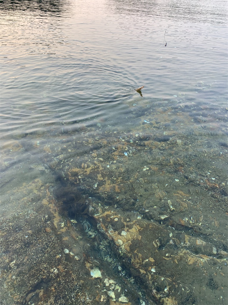 f:id:k_u_r_a_g_e_n:20220524095729j:image f:id:k_u_r_a_g_e_n:20220524095729j:image