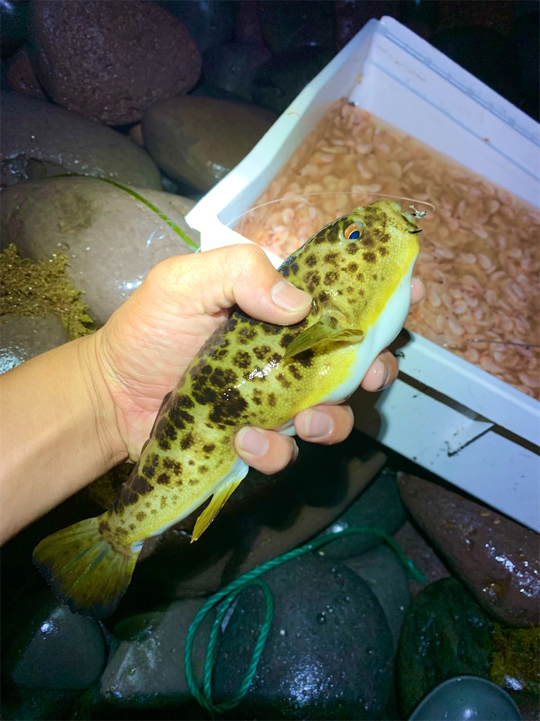 f:id:k_u_r_a_g_e_n:20230708095156j:image f:id:k_u_r_a_g_e_n:20230708095156j:image