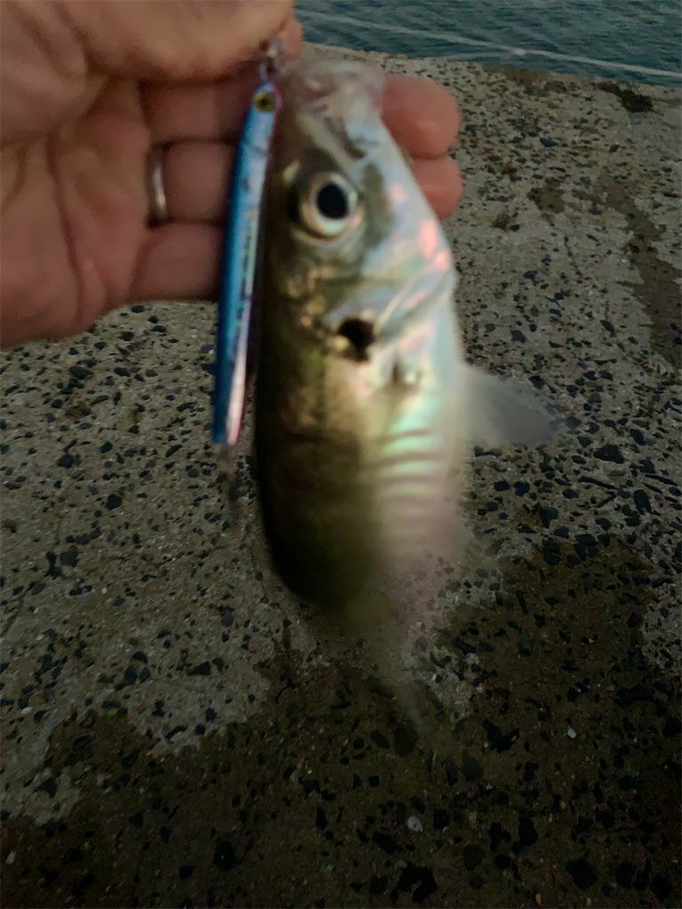 f:id:k_u_r_a_g_e_n:20231020201312j:image