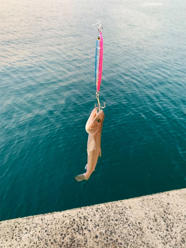 f:id:k_u_r_a_g_e_n:20231020201319j:image