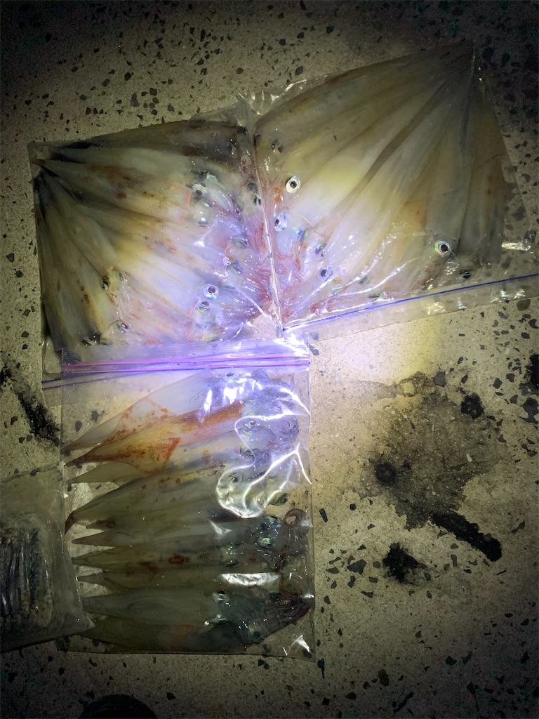 f:id:k_u_r_a_g_e_n:20250221182236j:image