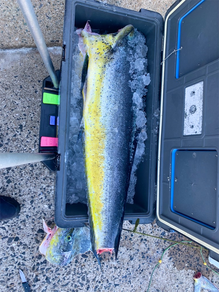 f:id:k_u_r_a_g_e_n:20251012141810j:image f:id:k_u_r_a_g_e_n:20251012141810j:image