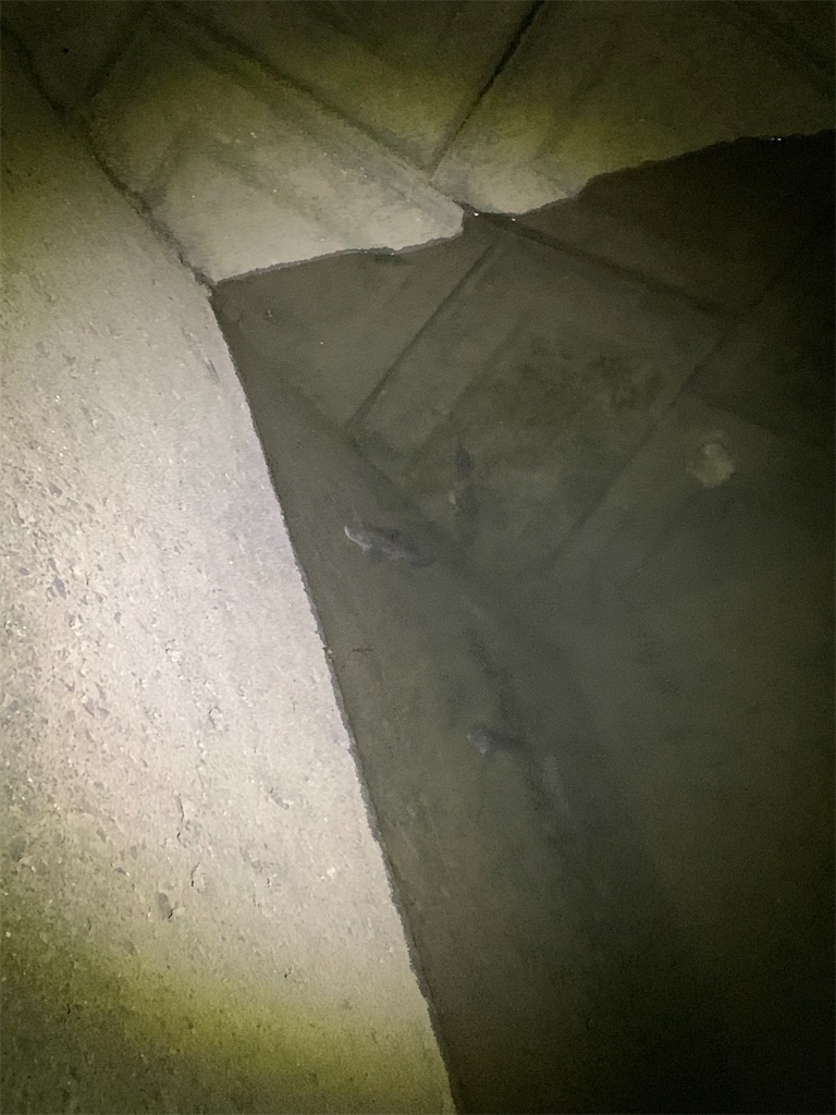 f:id:k_u_r_a_g_e_n:20251026221718j:image