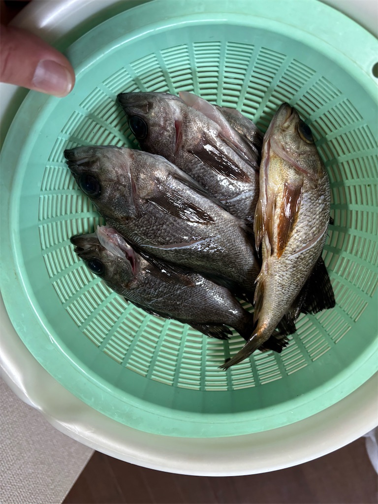 f:id:k_u_r_a_g_e_n:20260220132613j:image