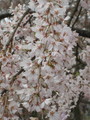 [京都][桜]府立植物園