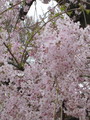 [京都][桜]府立植物園