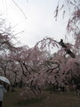 [京都][桜]府立植物園