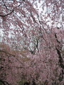 [京都][桜]府立植物園