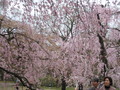 [京都][桜]府立植物園