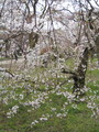 [京都][桜]府立植物園