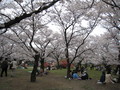 [京都][桜]府立植物園