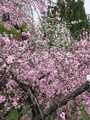 [京都]府立植物園