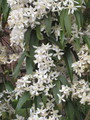[京都]府立植物園